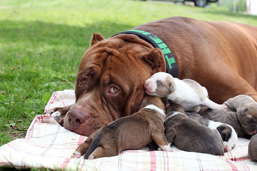 hulk-pitbull-largest-puppies-2.jpg