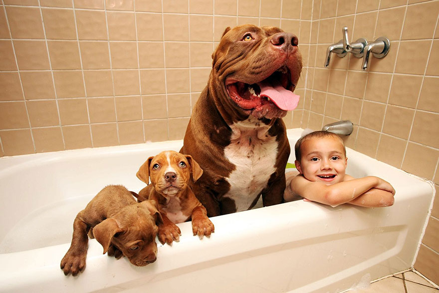 hulk-pitbull-largest-puppies-5.jpg
