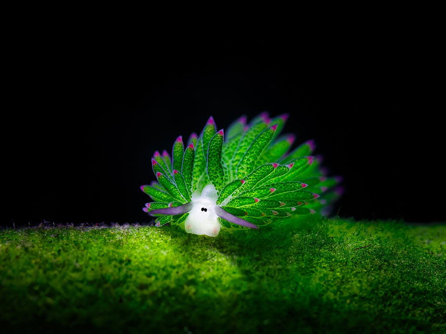 leaf-sheep-sea-slug-costasiella-kuroshimae-1.jpg