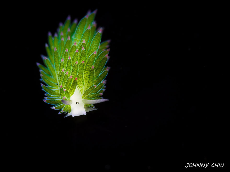 leaf-sheep-sea-slug-costasiella-kuroshimae-5.jpg