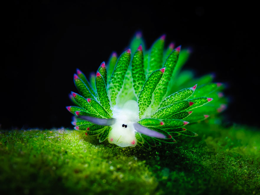 leaf-sheep-sea-slug-costasiella-kuroshimae-6.jpg