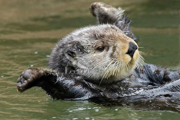 นากทะเล (Sea Otter) โรแมนติก "ตัวนากจะนอนจับมือกัน เพื่อไม่ให้ไหลลอยตามน้ำแล้วพรากจากกันไป"