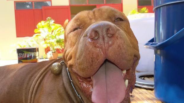 สุนัขพันธ์พิทบูล คาบตะกร้าบิณฑบาตรกับหลวงพี่ นิสัยไม่ดุร้าย น่ารัก คนแห่แชร์