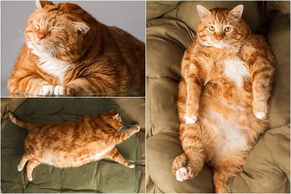 จากแมวเหมียวอ้วนตุ้บ 18 กก. ตอนนี้ผอม เป็นแมวหุ่นดีเลย เพราะ