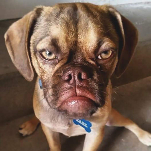 grumpy-dog-earl-puggle-meme-17.jpg