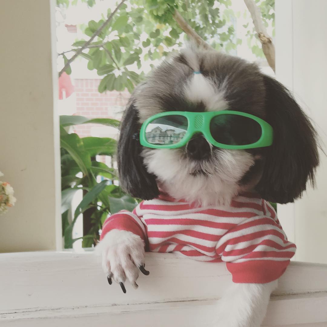 แว่นตาน้องหมา แว่นกันแดดหมา แฟช้่น หลากหลายสี ราคาถูก