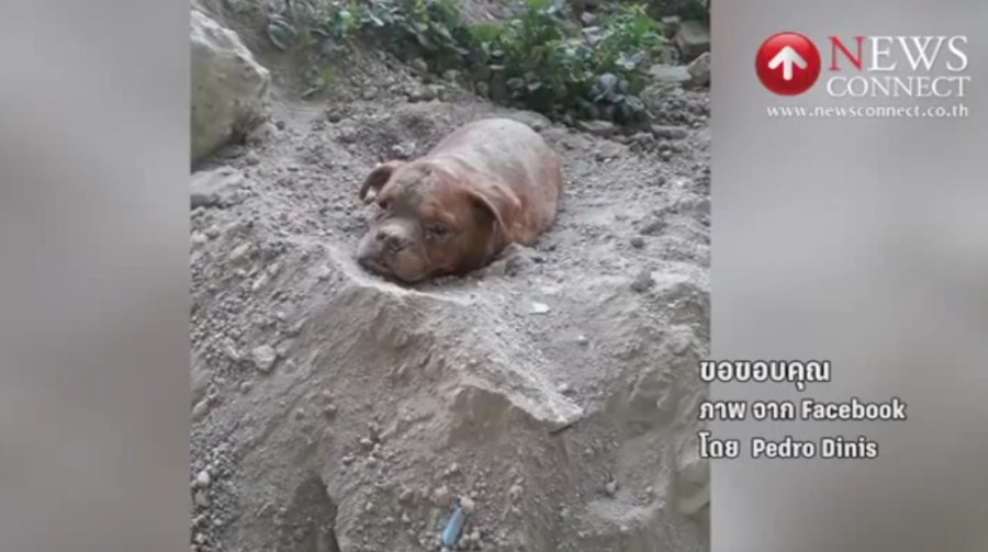 เดือด! ชาวฝรั่งเศสนับแสนร่วมลงชื่อเอาผิดเจ้าของสุนัขขั้นสูงสุด หลังนำสุนัขฝังทั้งเป็น