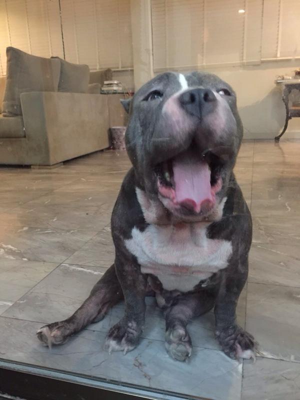 ตุ้งแช่ สุนัขแสนรัก สิงห์ Sqweez Animal นั่งซึมน้ำตาคลอนั่งรอเจ้านายหน้าประตูทุกวัน