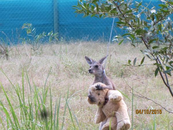 ลูกจิงโจ้กอดตุ๊กตาหมี หลังกำพร้าแม่ ภาพสุดสะเทือนใจและประทับใจแชร์ว่อน