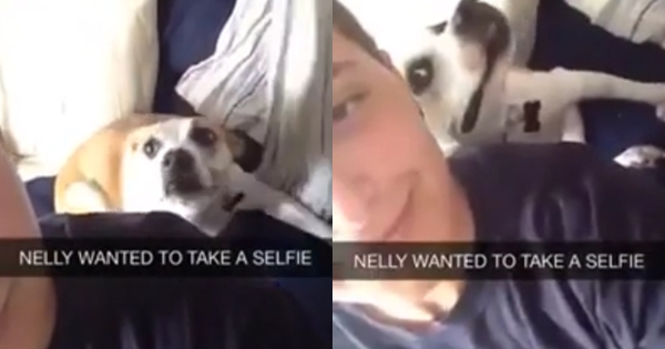 หมาเซลฟี่ จนเจ้านายอดขำไม่ได้ แชร์กันสนั่นยอดวิวเกินล้านภายในวันเดียว