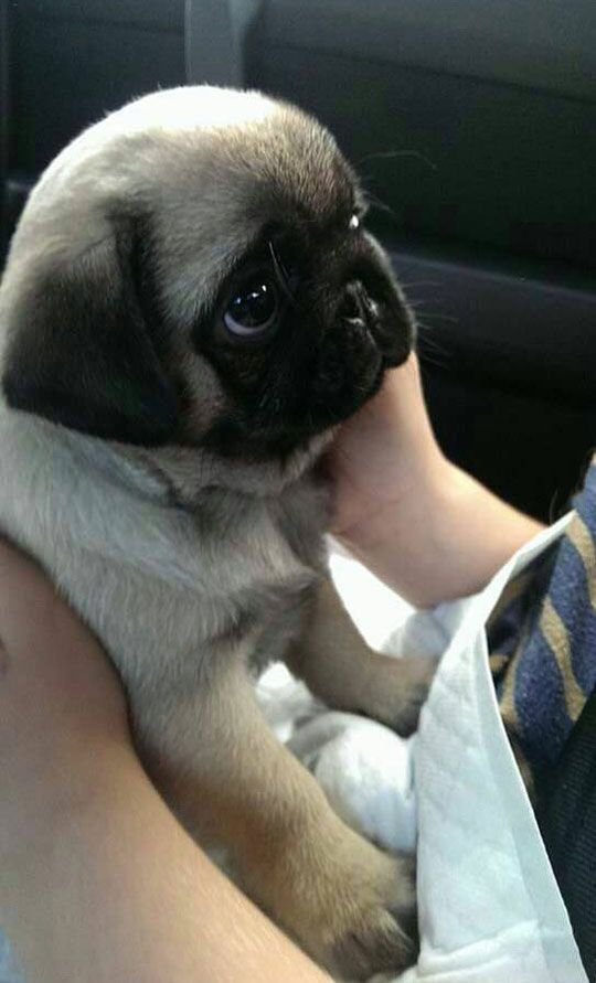 รับลูกสุนัขมาใหม่ ทำอย่างไรไม่ให้ร้องตอนกลางคืน ? มีคลิปสอน