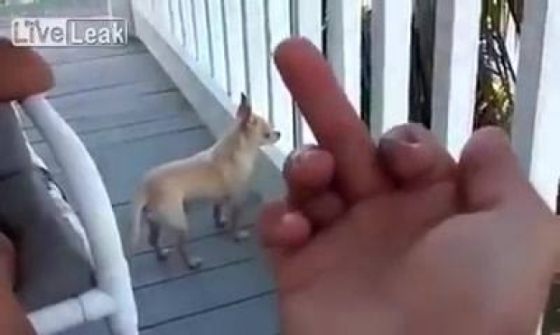 บอกแล้วว่าอย่า แหยมกับน้องหมาตัวเล็ก คลิปนี้เป็นพยาน