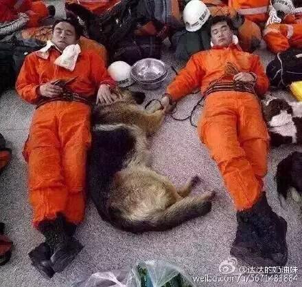 น้องหมา ผู้ช่วยคน(ตัว)สำคัญ ที่"เทียนจิน" ที่เกิดเหตุระเบิด นอนพักเอาแรง สุดยอด