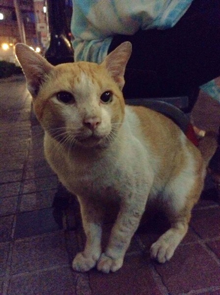 “เจ้าเสือ” แมวที่ศาลพระพรหมเอราวัณ หายไป 2 วัน กลับมา สิ่งเล็กๆ ที่ทำให้หลายคนรู้สึกดีใจ