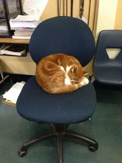 "เจ้าบั๊บบ้า" แมวจอมขยันมันมานั่งเรียนทุกวัน จนได้ทำบัตรนักเรียนนักเรียนดีเด่น