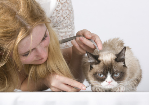 Grumpy Cat แมวหน้าเครียดชื่อดัง ได้ถูกปั้นเป็นหุ่นขี้ผึ้งใน Madame Tussauds! แล้วจ้า (มีคลิป)