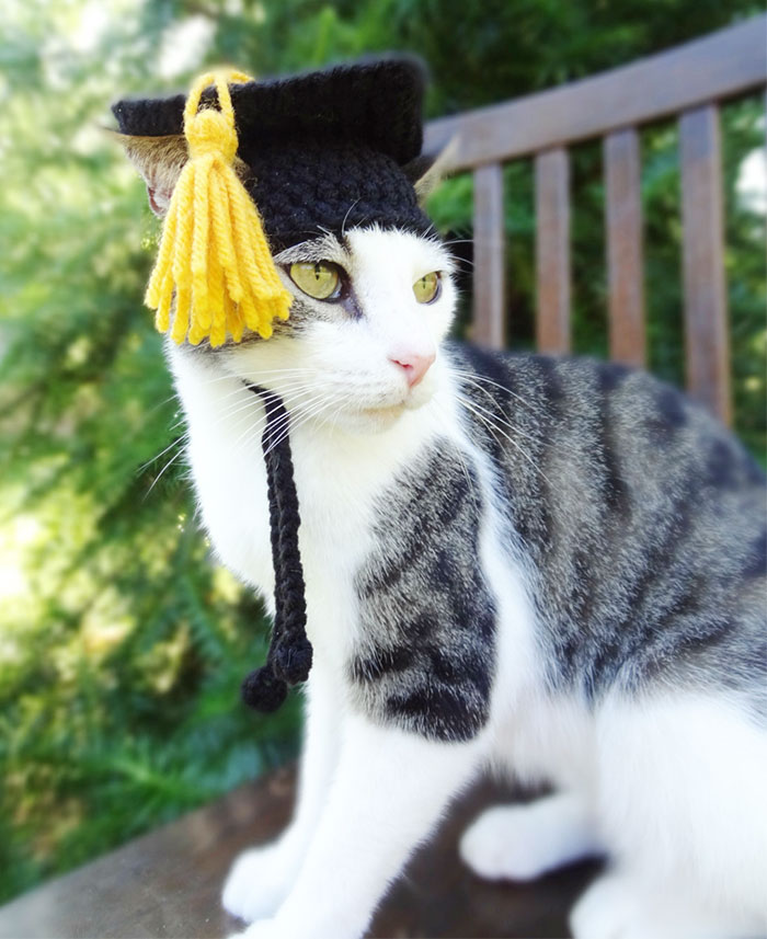 crochet-handmade-hats-pets-iheartneedlework-17__700.jpg