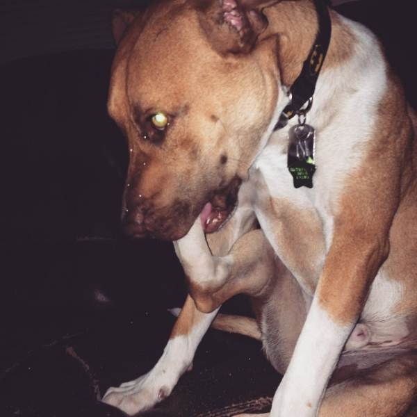 สัตว์โลกอกตีน แท็กฮิตในทวิตเตอร์มีจริงนะเออ ดูน้องหมาแต่ละตัวจะน่ารักไปไหน