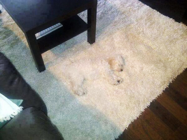 camouflage-animals-pets-funny-36__605.jpg