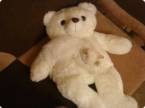 ภาพสัตว์เลี้ยง น้องหมาน้องแมว น่ารักๆ พรางตัว ได้เนียนจนหาแทบไม่เจอ เจ๋ง