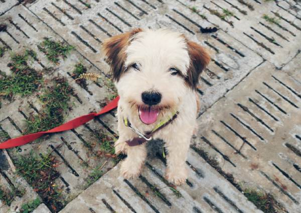 หอมฟุ้ง จากสุนัขจรจัดสภาพแบบสุดๆ จนได้มีคนเลี้ยงดู 5 เดือนผ่านไป สิ่งที่เกิดขึ้นคือ !