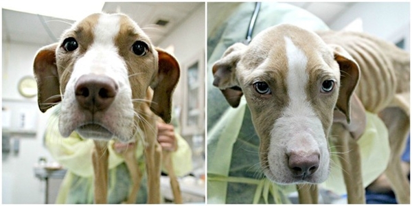 พิทบูลผอมน่าสงสาร มีคนใจดีมาเลี้ยงดู เอาใจใส่ จำทำให้มันกลายเป็น