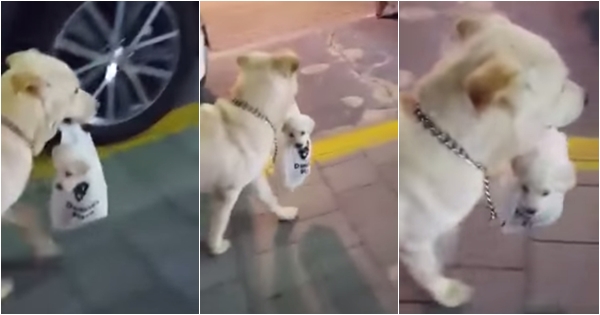 คลิปแม่หมาหิ้วลูกหมาในถุงพลาสติก น่ารักมากๆ แชร์กันสนั่น ดื้อนักจับใส่ถุงคาบซะเลย