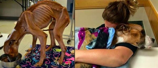 คนใจร้าย สุนัขตัวนี้ถูกล่ามรอวันตายกับรั้วโบสถ์ ผอมจนหนังหุ้มกระดูกน่าสงสาร