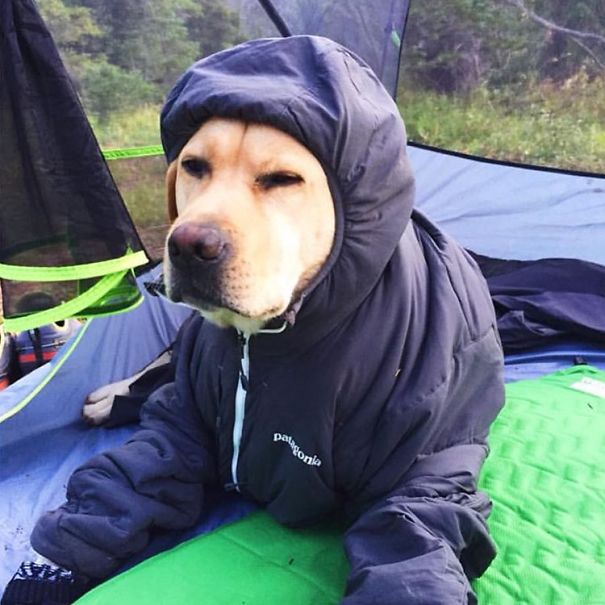camping-with-dog-ryan-carter-63__605.jpg