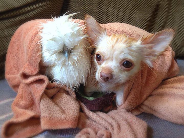 ชิวาวาพิการ-ไก่ขนฟู คู่ซี้ต่างสายพันธุ์ มิตรภาพที่น่ารักมุ้งมิ้ง