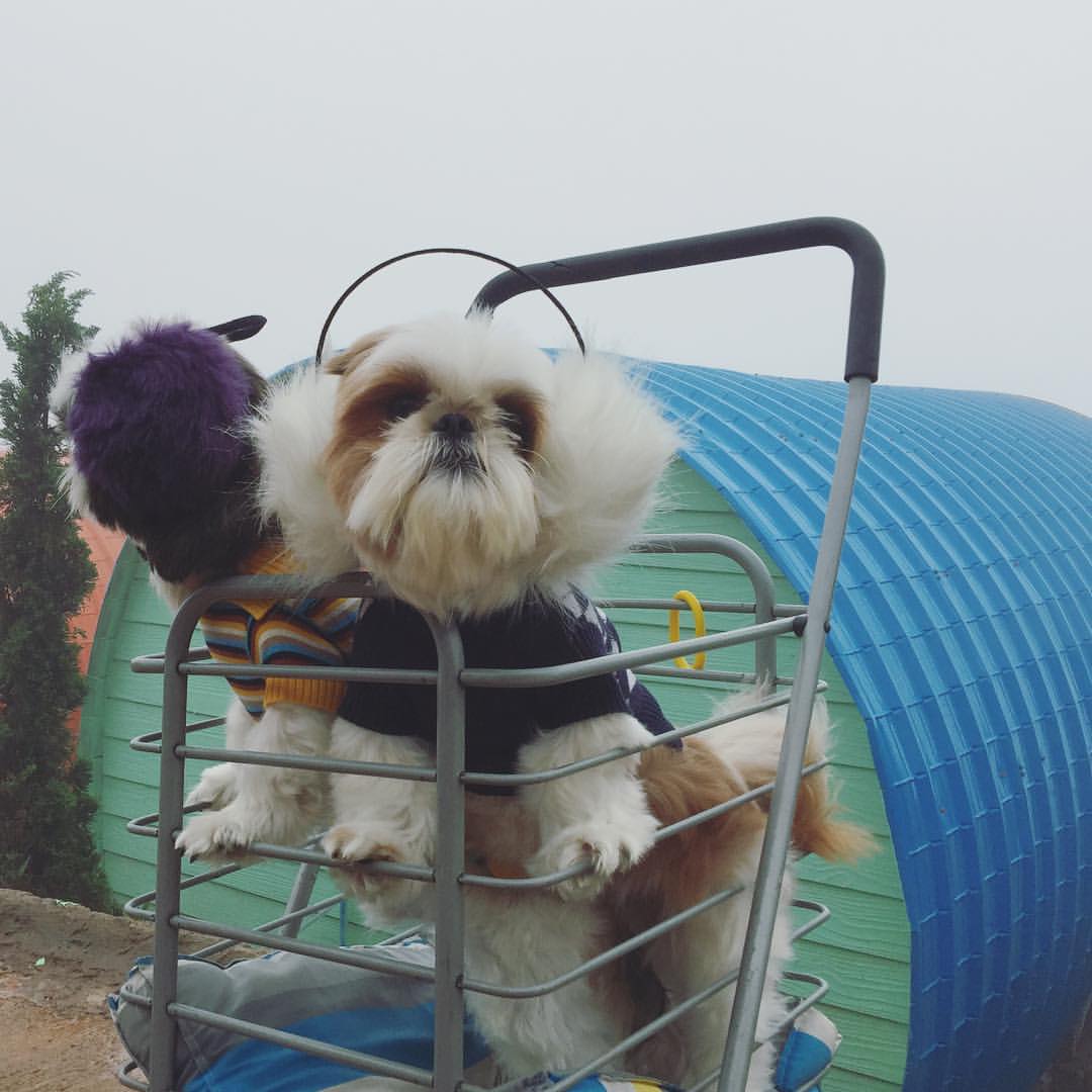 น้องหมาซุปตาโบ้โน พาเที่ยวเขาค้อ ภูทับเบิก พร้อมแนะนำที่พัก เที่ยวหน้าฝนหมอกเพียบ