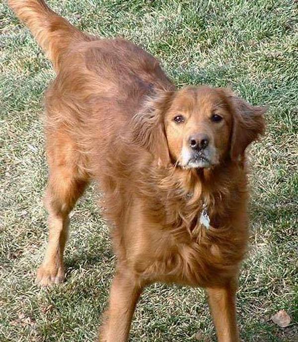 น้องหมาเพื่อนแท้ นั่งเฝ้าเพื่อนหมาที่ตกลงไปในแอ่งน้ำเก่าๆ นานนับสัปดาห์ ไม่ยอมไปไหน