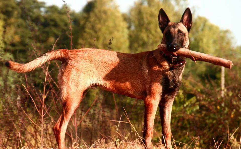 วิจารณ์กันสนั่น เรื่องสุนัขตำรวจ K9 ที่ออกไปปฏิบัติภารกินผอมจนเห็นซี่โครง ไม่ดูแลกันเลย