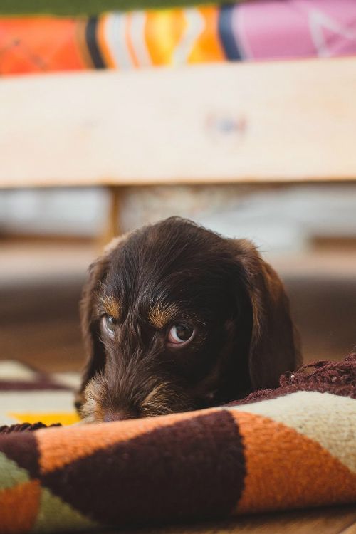 โรคผิวหนังที่เกิดจากเชื้อยีสต์