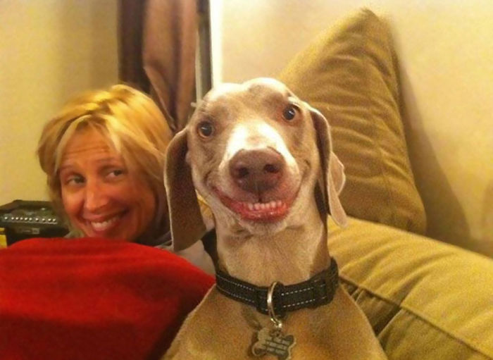 post-the-happiest-dogs-who-show-the-best-smiles-15__700.jpg