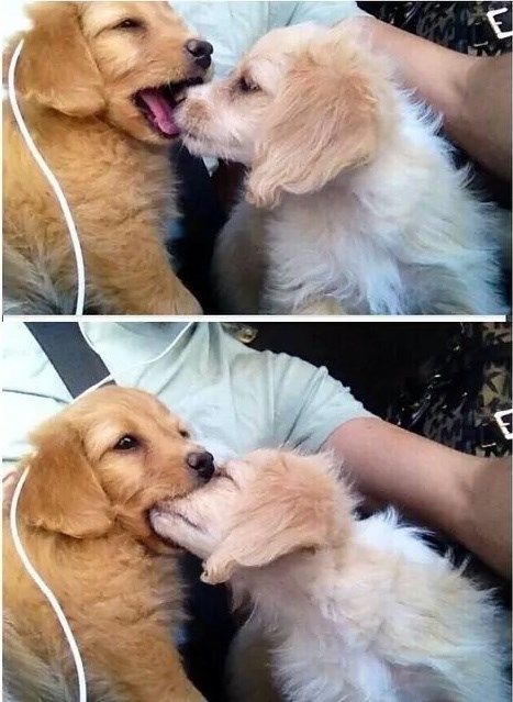 งานวิจัยญี่ปุ่นเผย การจูบสัตว์เลี้ยงก่อให้เกิดมะเร็งกระเพาะอาหารได้ !