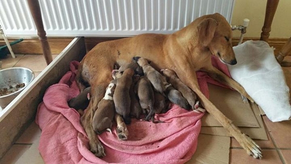 ความรักของแม่หมา ถึงจะโดนแทงใกล้ตายแต่กัดฟันสู้คลอดลูก รอดตายทั้งแม่ลูก