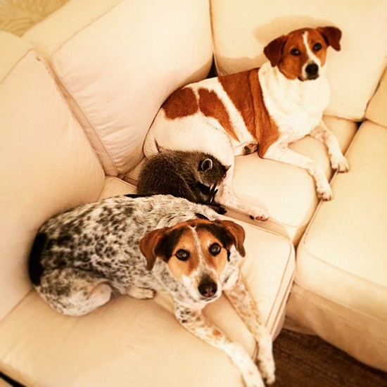 แรคคูนคิดว่าตัวเองเป็นหมา เมื่้อถูกเจ้าของช่วยหลังตกต้นไม้นำมารักษาเลี้ยงไว้กับสุนัข