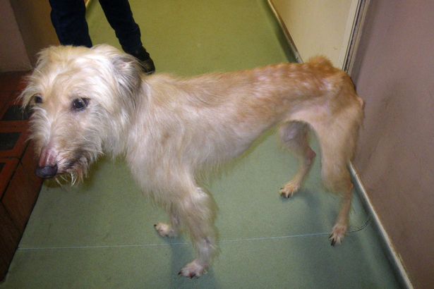 เจ้าของสุนัขถูกสั่งแบนห้ามเลี้ยงสัตว์ 5 ปี ฐานปล่อยให้สุนัขผอมสุดๆ แทบไม่มีแรง