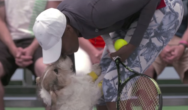 เมื่อน้องหมา ได้ทำหน้าที่เป็น cheekiest ball boys (dogs) ในการแข่งขันเทนนิส ถึงกับอึ้งกันทั้งสนาม