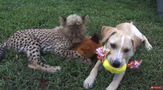 เสือชีตาห์ถูกเลี้ยงมาพร้อมกับสุนัข ทั้งน่ารักทั้งน่าเอ็นดูและ หวาดเสียว