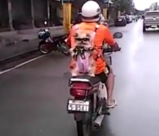 อย่าเข้าใกล้ ระวังโดนยิง.... หน้าโหดมาก นึกว่าตัวอะไร น้องหมานั้นเอง กรี้ดด