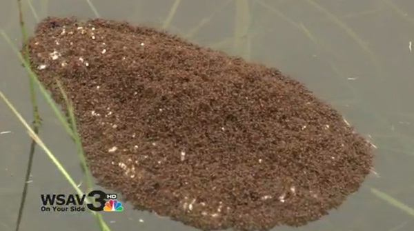 มดคันไฟใช้ตัวเองเป็นแพลอยน้ำ เอาตัวรอดได้ทั้งรัง จากวิกฤตน้ำท่วมหนักในสหรัฐฯ มีคลิป