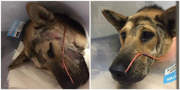 สุนัขถูกทำร้ายปางตาย ด้วยปาฎิหารย์แห่งโลกโซเซียล ทำให้มีคนช่วยชีวิตจนรอด