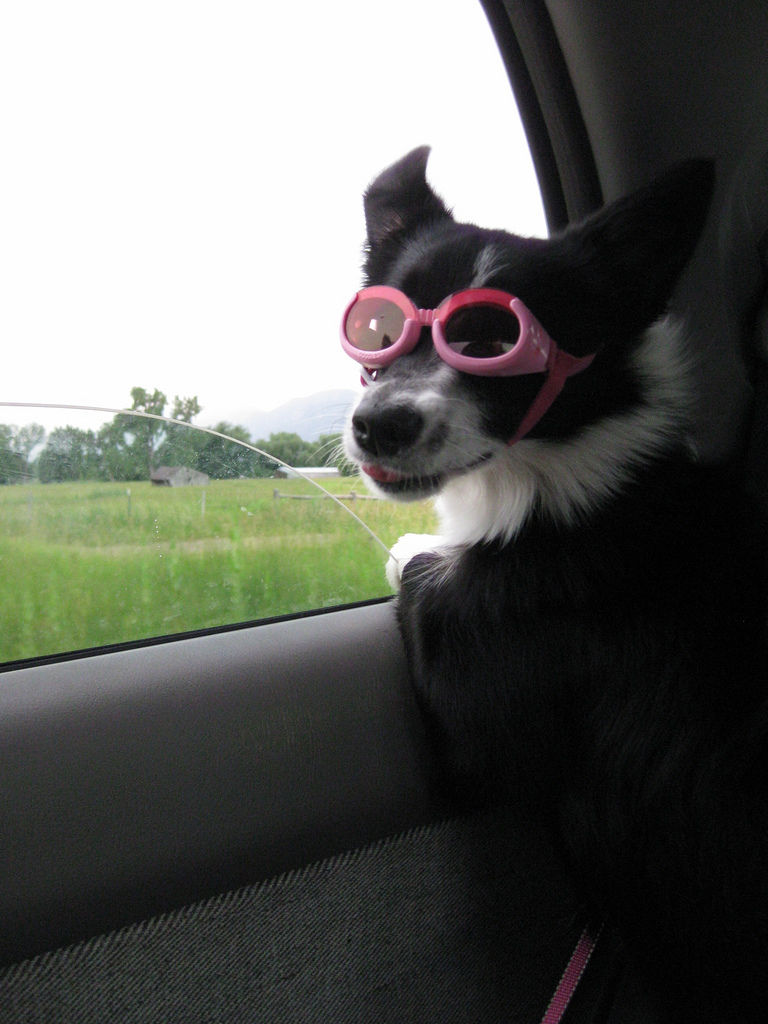 dog-goggles-car-ride.jpg