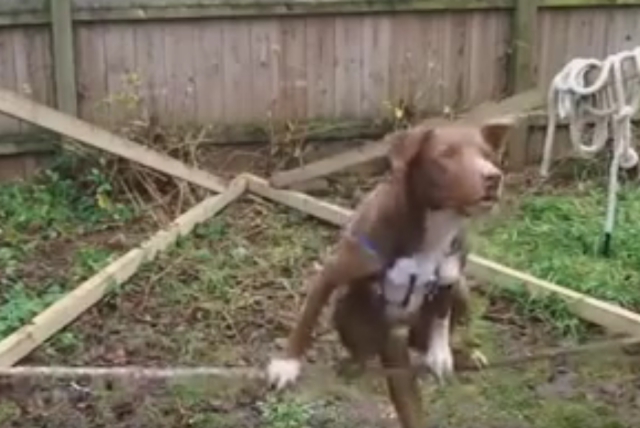 หมาไต่เชือก อย่างเท่ห์ ทำได้งัยเนี้ยะ การทรงตัวยอดเยี่ยม This dog's got skillz!