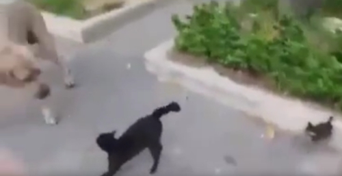 แม่แมวเตะก้านคอหมาใหญ่ ที่ไปแหยมกับลูกนางโอ้ว ความรักของแม่ยิ่งใหญ่นัก