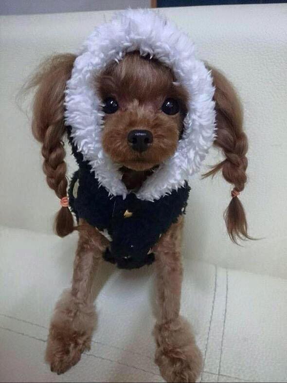 แฟชั่นแบบขน มัดขน ของพุดเดิ้ล (Poodle) น่ารัก และแบ๊วมากๆ