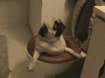 dogs-who-made-poor-life-choices-103__605.gif