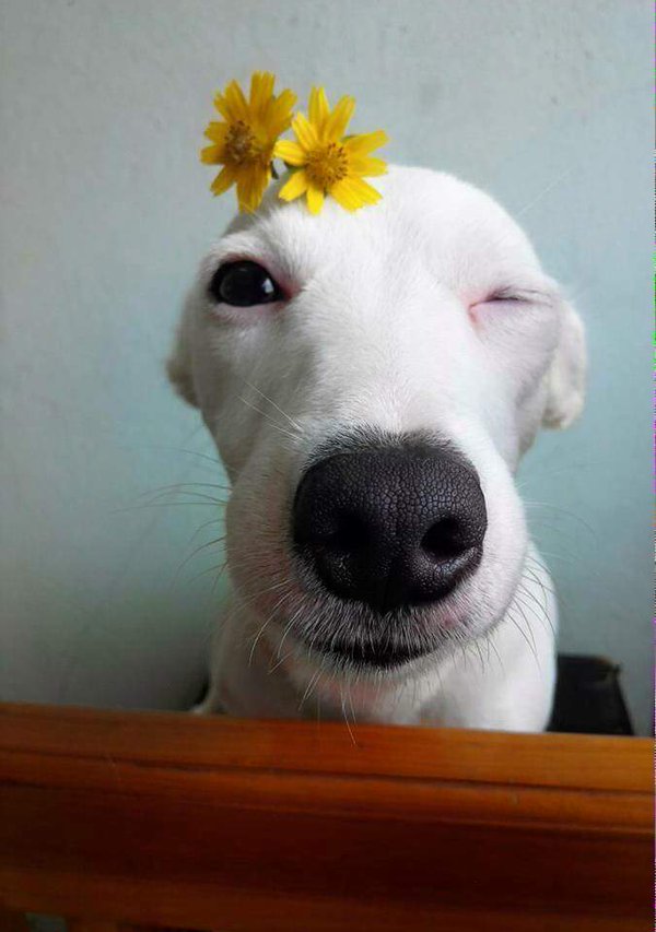 น้องหมาน่ารัก ทำหน้าตาฟรุ้งฟริ้งคาวาอี้มากๆ เมื่อเล่นกล้องถ่ายกับดอกไม้ผีเสื้อ